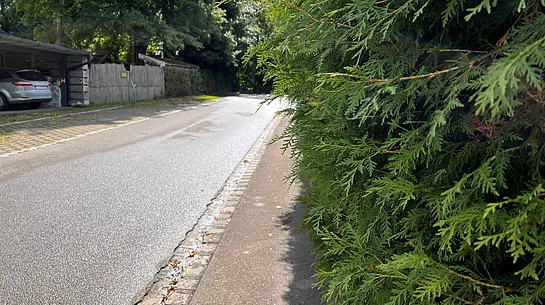 Hecke wuchert auf Gehweg