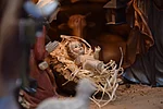 Krippe - Beispielbild