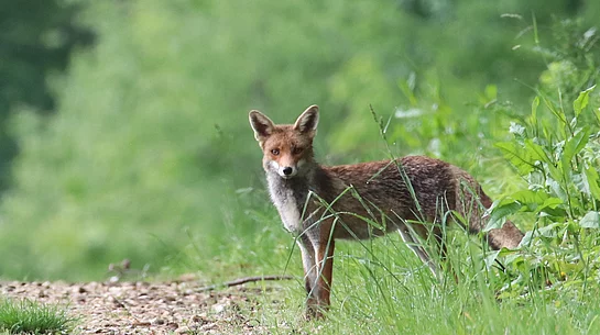Fuchs