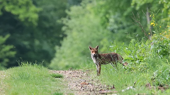 Fuchs
